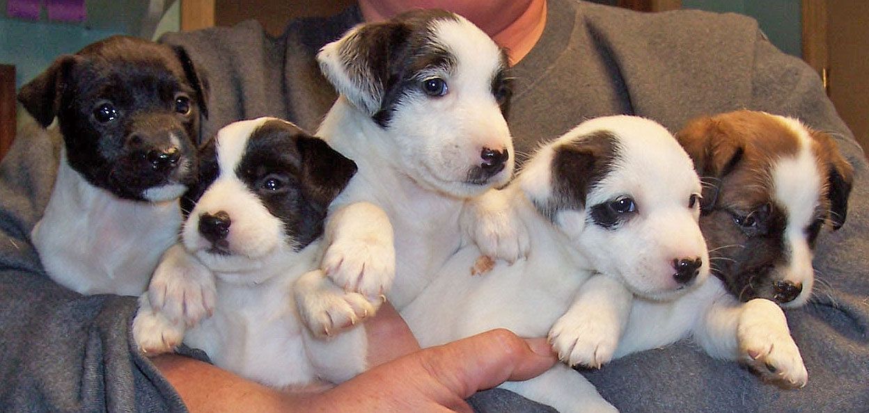 Parson Russell Terrier puppies